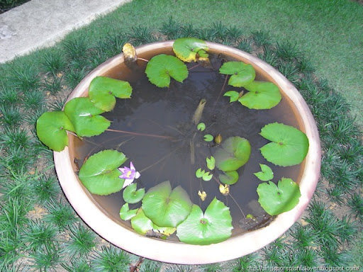 Potted Nymphaea
